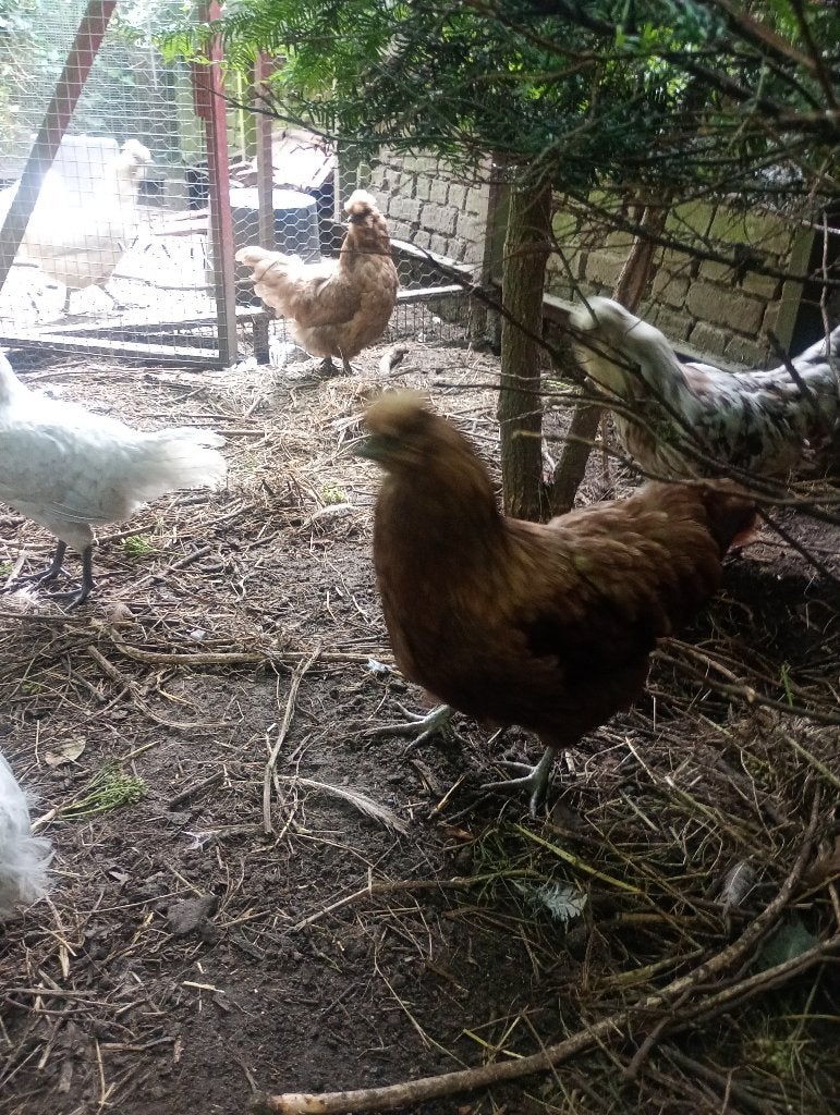 Kippen, Femelle, Poule ou poulet