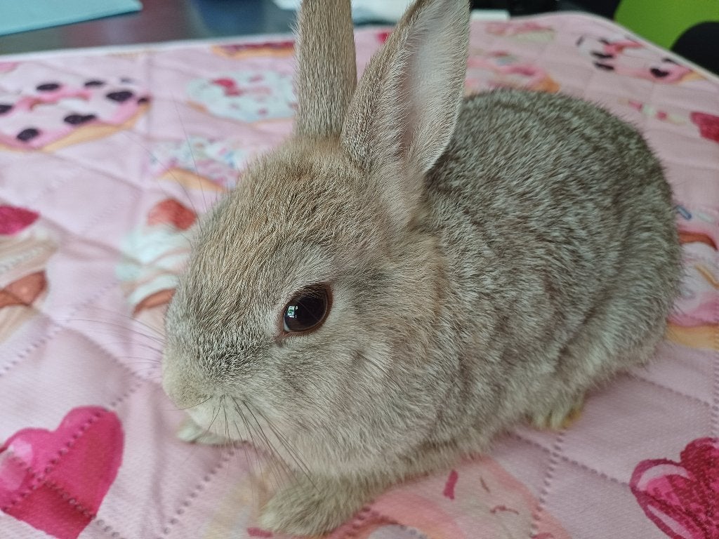 Kleurdwerg x dwergkonijn, Animaux & Accessoires, Lapins, Nain, Mâle, 0 à 2 ans