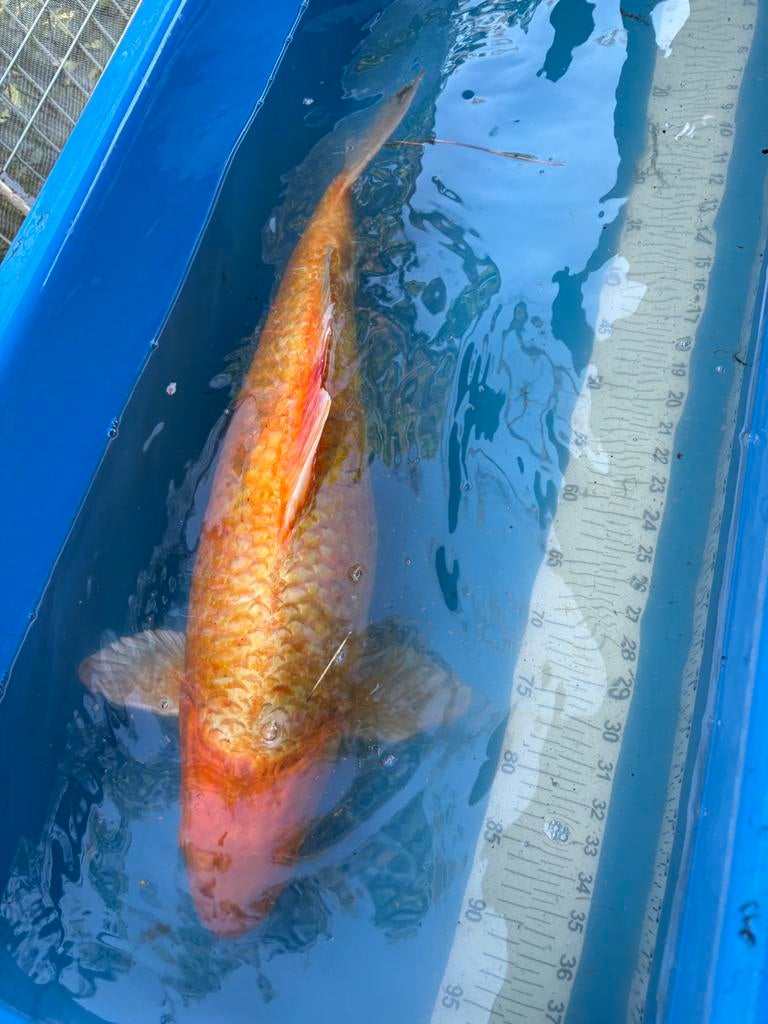Diverse kii te koop. (Vandaag mooie prijzen) grootste 75 cm, Dieren en Toebehoren, Karper of Koi