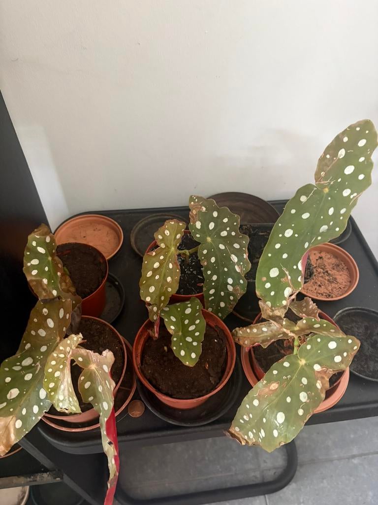 Begonia maculata (Stippenbegonia), Enlèvement