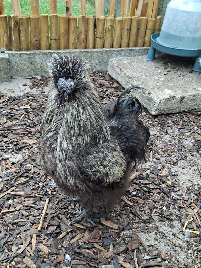 Zijdehoen haan, Animaux & Accessoires, Volatiles, Poule ou poulet, Mâle