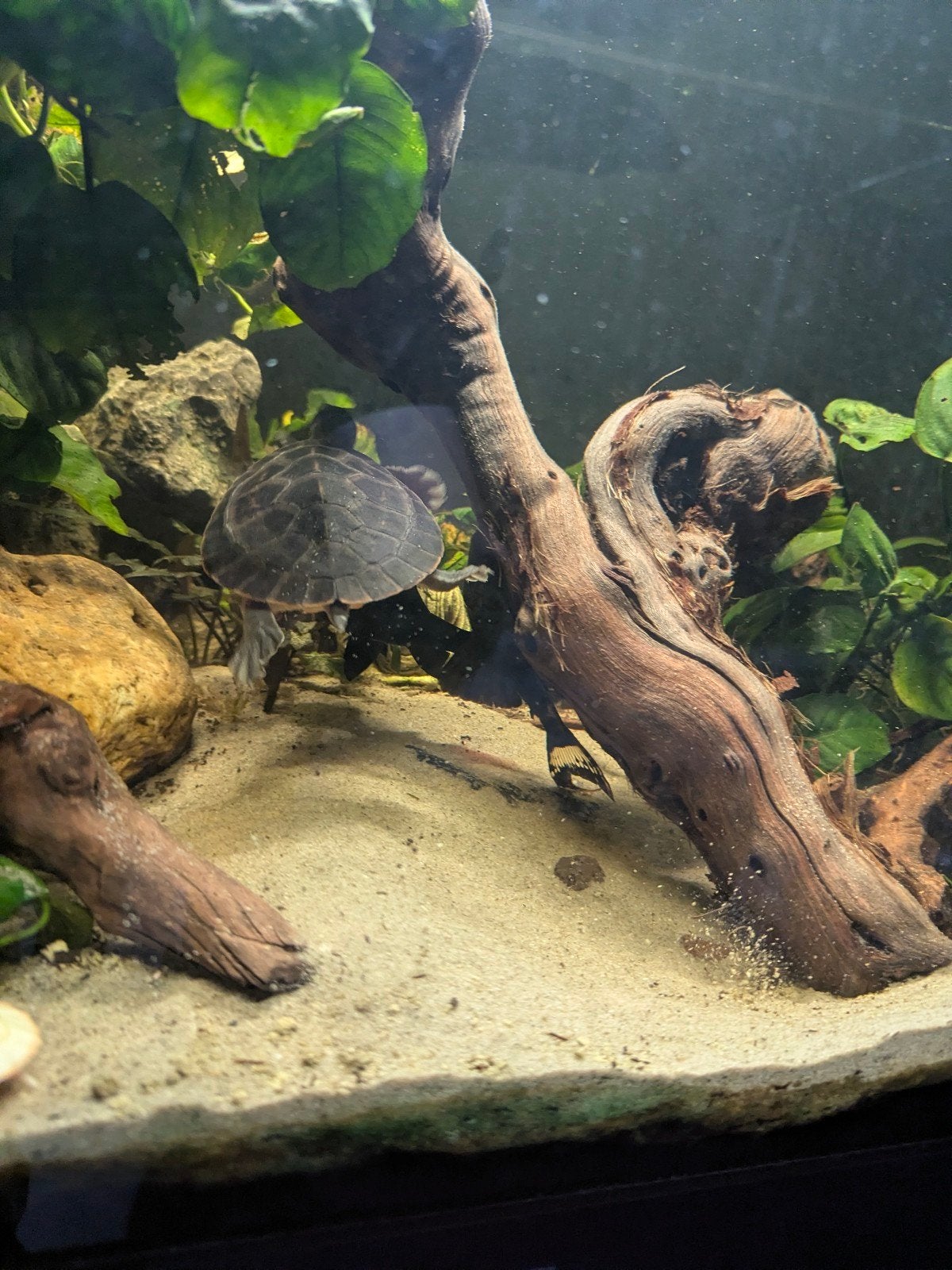 Roodbuik schildpad, Dieren en Toebehoren, Reptielen en Amfibieën, Schildpad, 0 tot 2 jaar