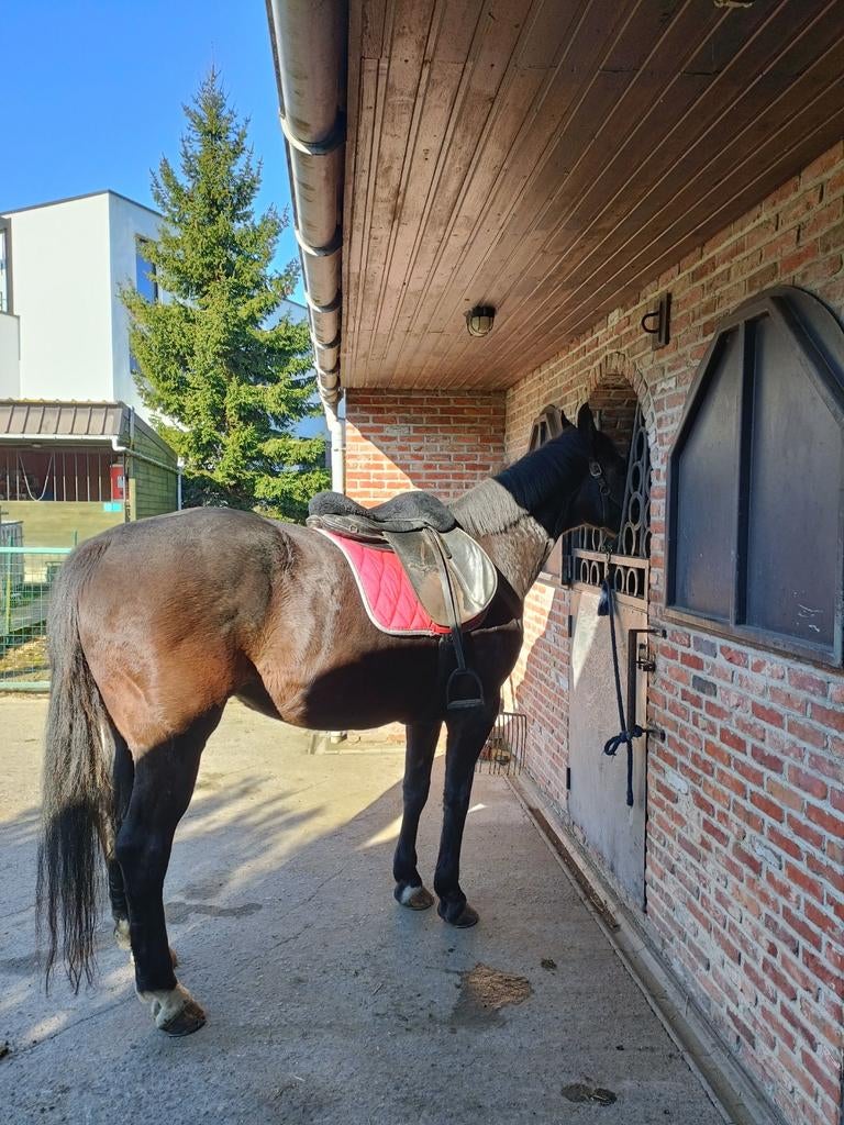 Betrouwbaar wandelpaard., Dieren en Toebehoren, Paarden, Ontwormd