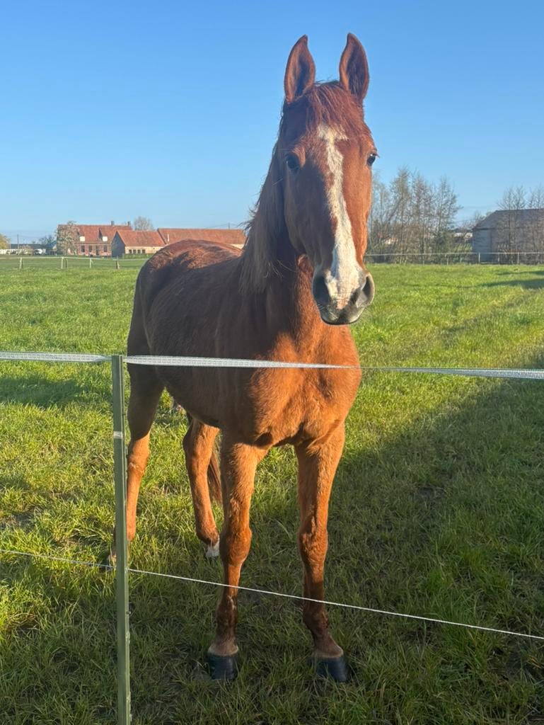 13-jarige fok/draagmerrie, Dieren en Toebehoren, Paarden, Merrie, 165 tot 170 cm, 11 jaar of ouder