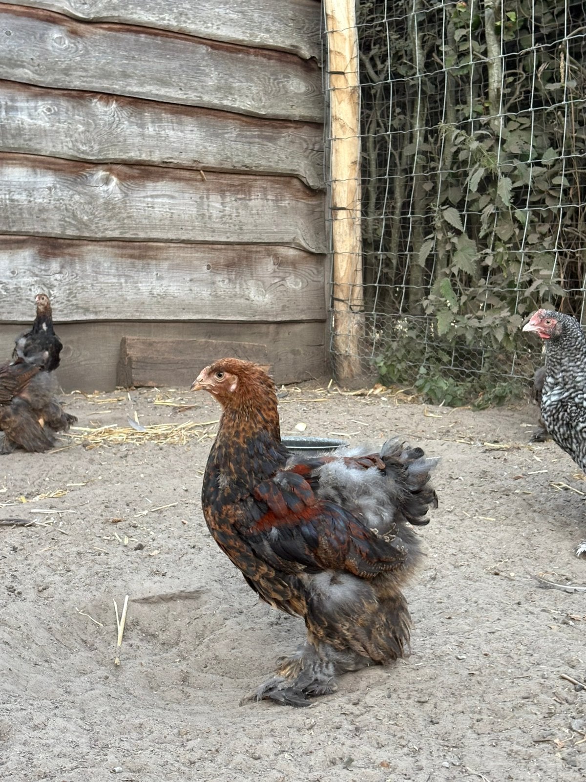 4+1 GRATIS brahma goudpatrijs haantjes