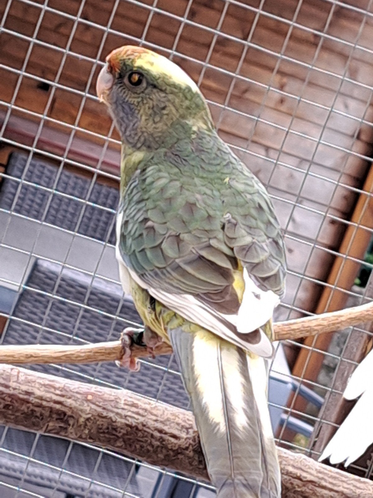 pennant rosella, Sexe inconnu, Perruche, Bagué