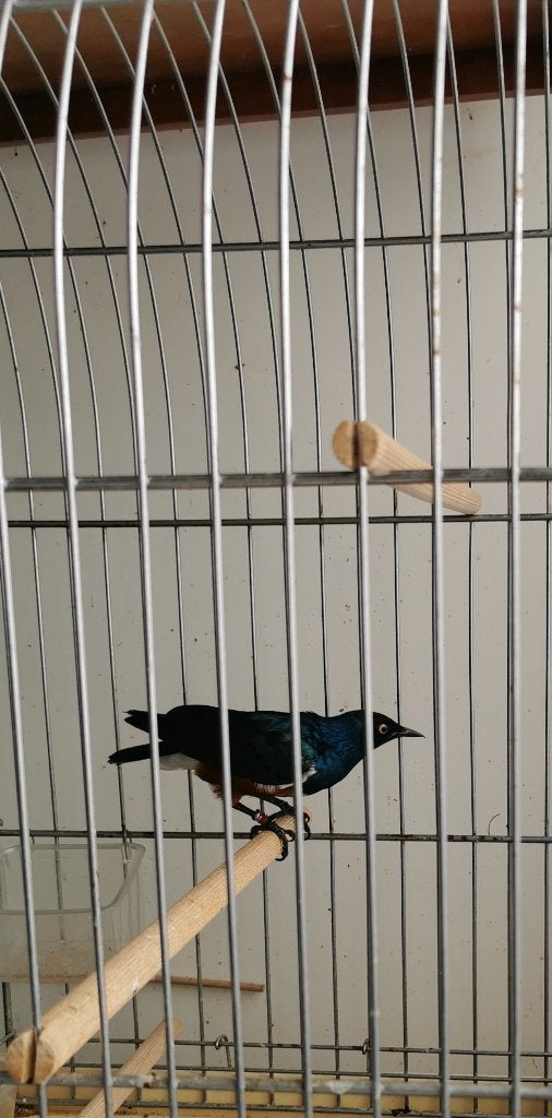 Etourneau tricolore, Animaux & Accessoires, Oiseaux | Oiseaux Autre, Mâle, Oiseau tropical, Bagué