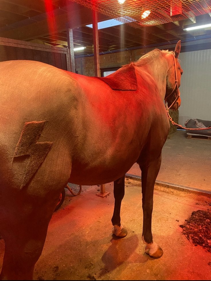 Scheren paard/pony, Dieren en Toebehoren