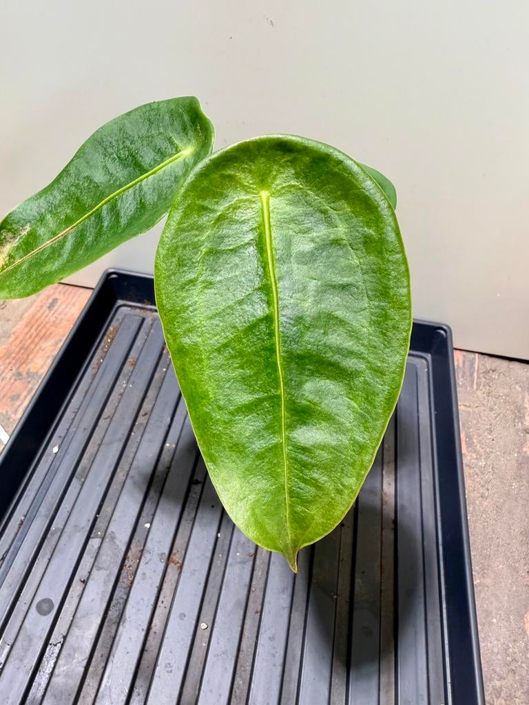 Anthurium peltigerum, Maison & Meubles, Plantes d'intérieur, Enlèvement ou Envoi