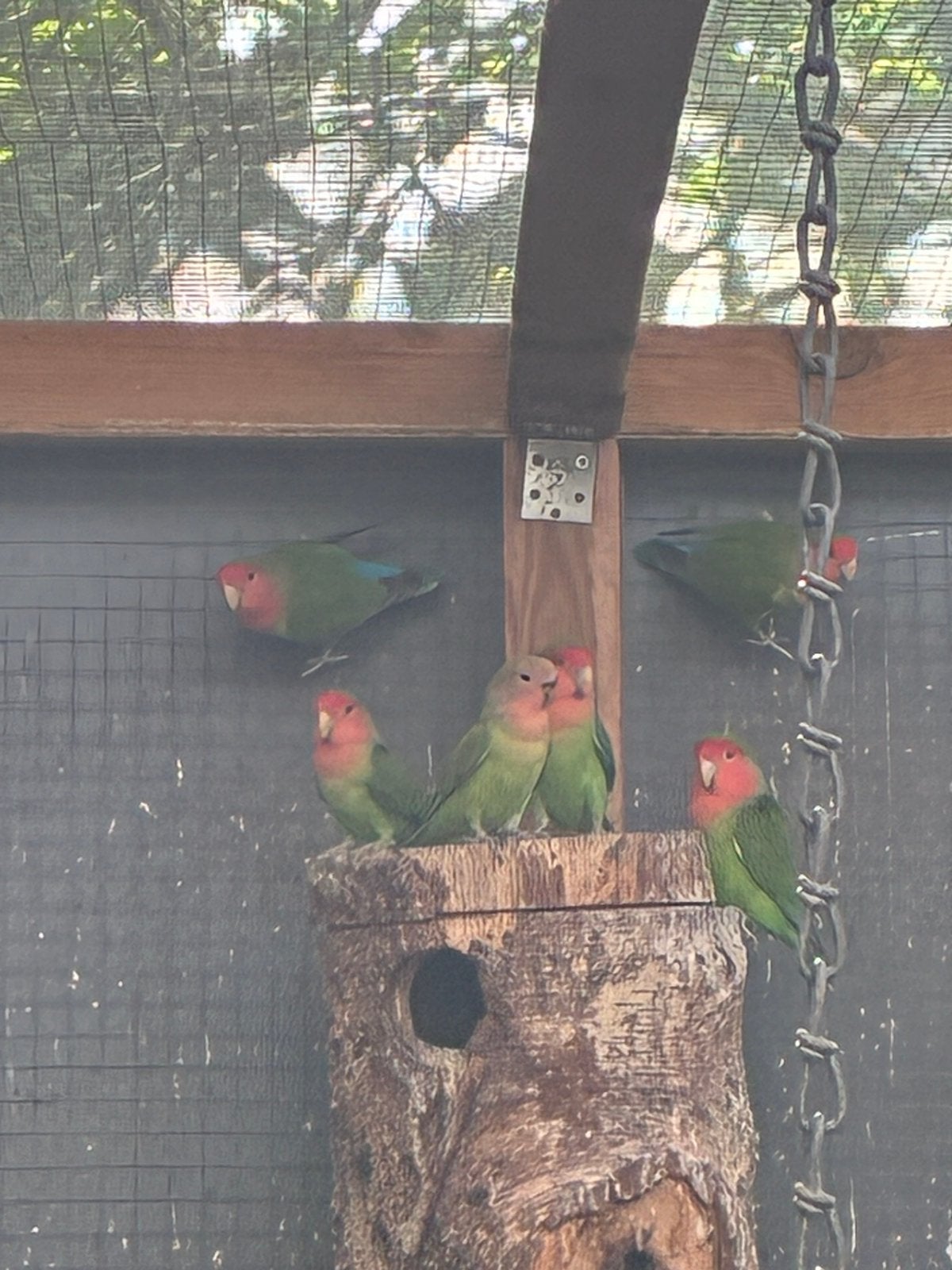 Agapornis roseicolli zuivere wildkleur, Dieren en Toebehoren, Vogels | Parkieten en Papegaaien, Meerdere dieren, Dwergpapegaai of Agapornis
