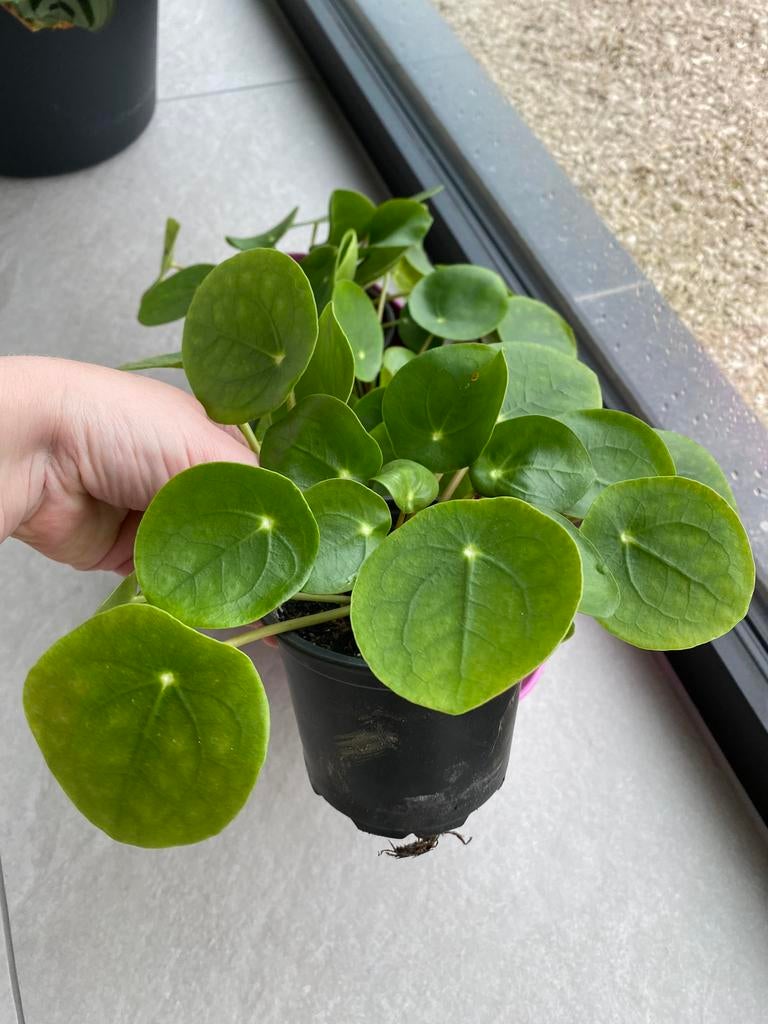 Mooie pannenkoekenplant. Mooie groene bladeren, Ophalen