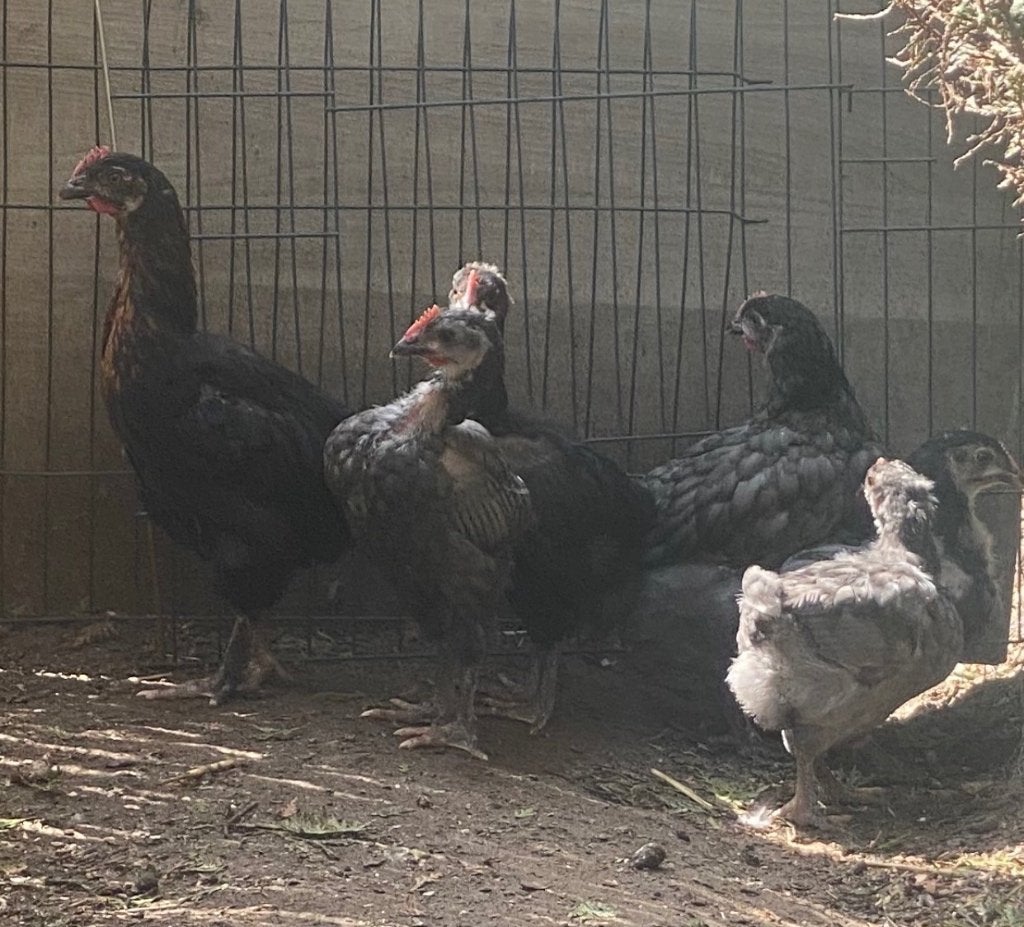 Haantjes, Dieren en Toebehoren, Pluimvee