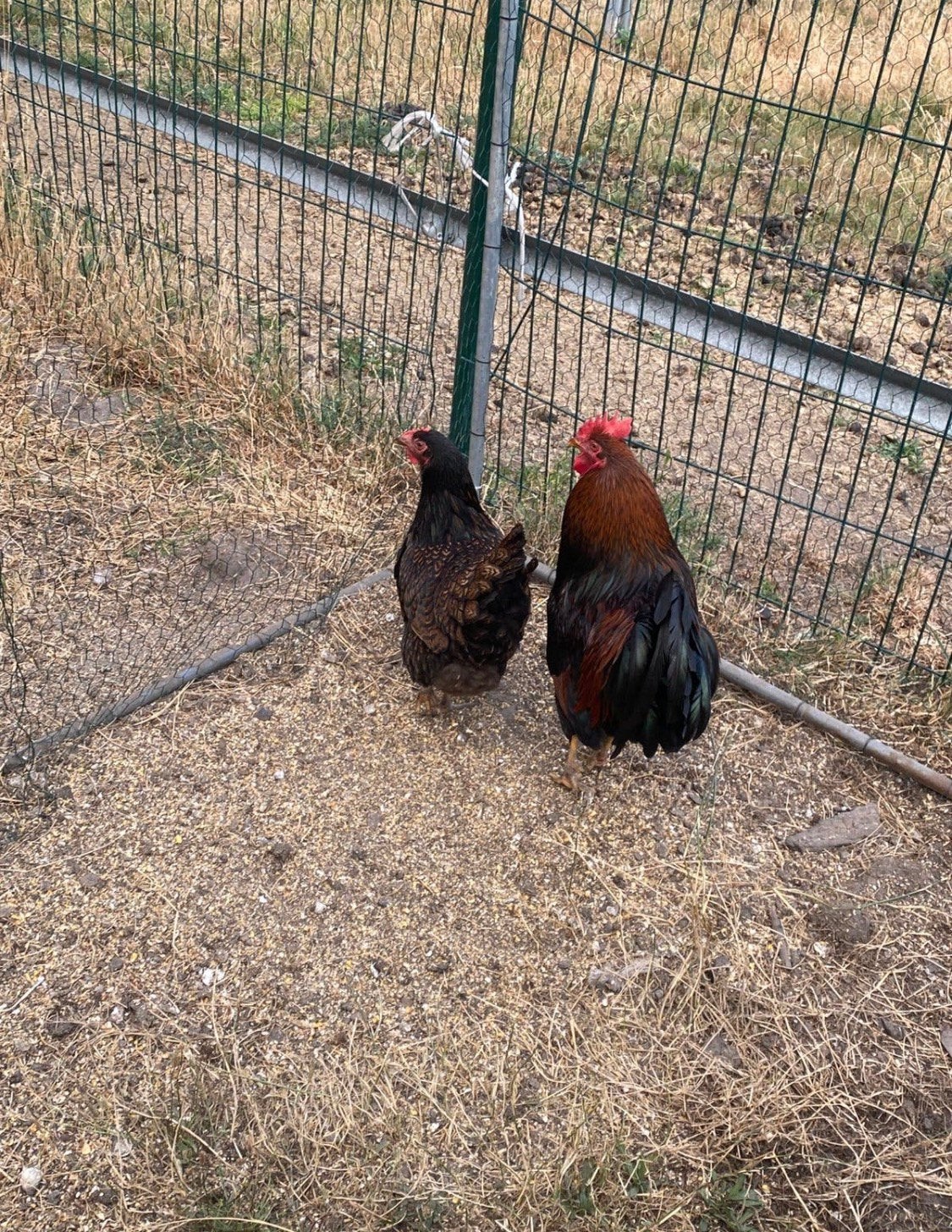 Koppel barnevelders, Plusieurs animaux, Poule ou poulet