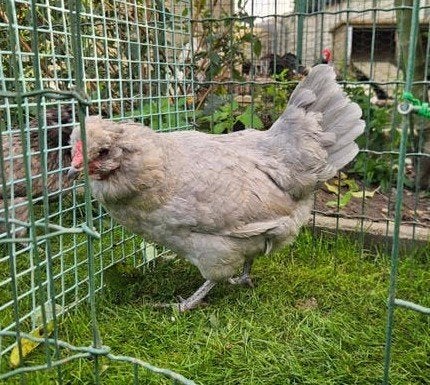 Engelse Araucana, Dieren en Toebehoren, Meerdere dieren, Kip