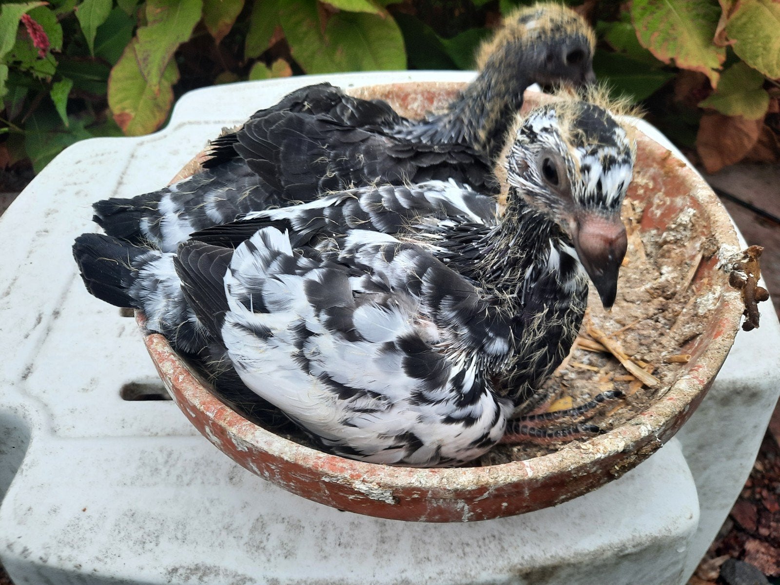 4 jonge duiven, Pigeon voyageur
