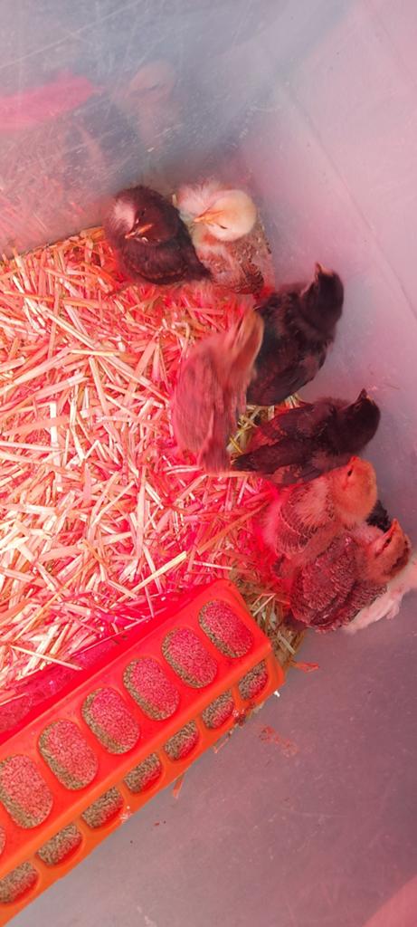Kuikens 9, Dieren en Toebehoren, Vrouwelijk