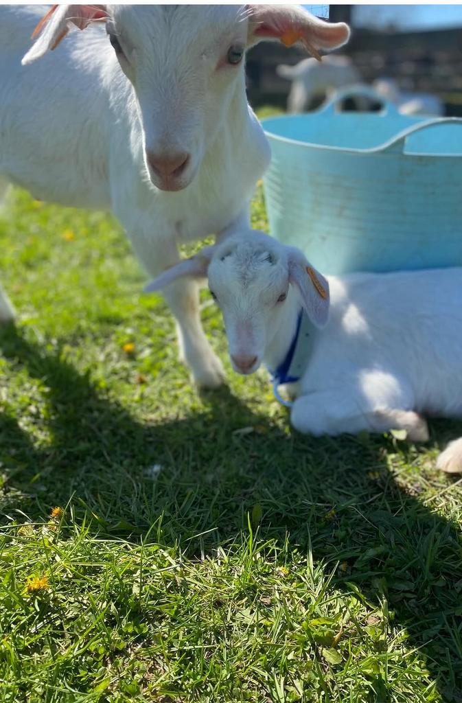 Super tamme papfles lammetjes (bokjes) Saanen melkgeit, Dieren en Toebehoren, Mannelijk, Geit, 0 tot 2 jaar