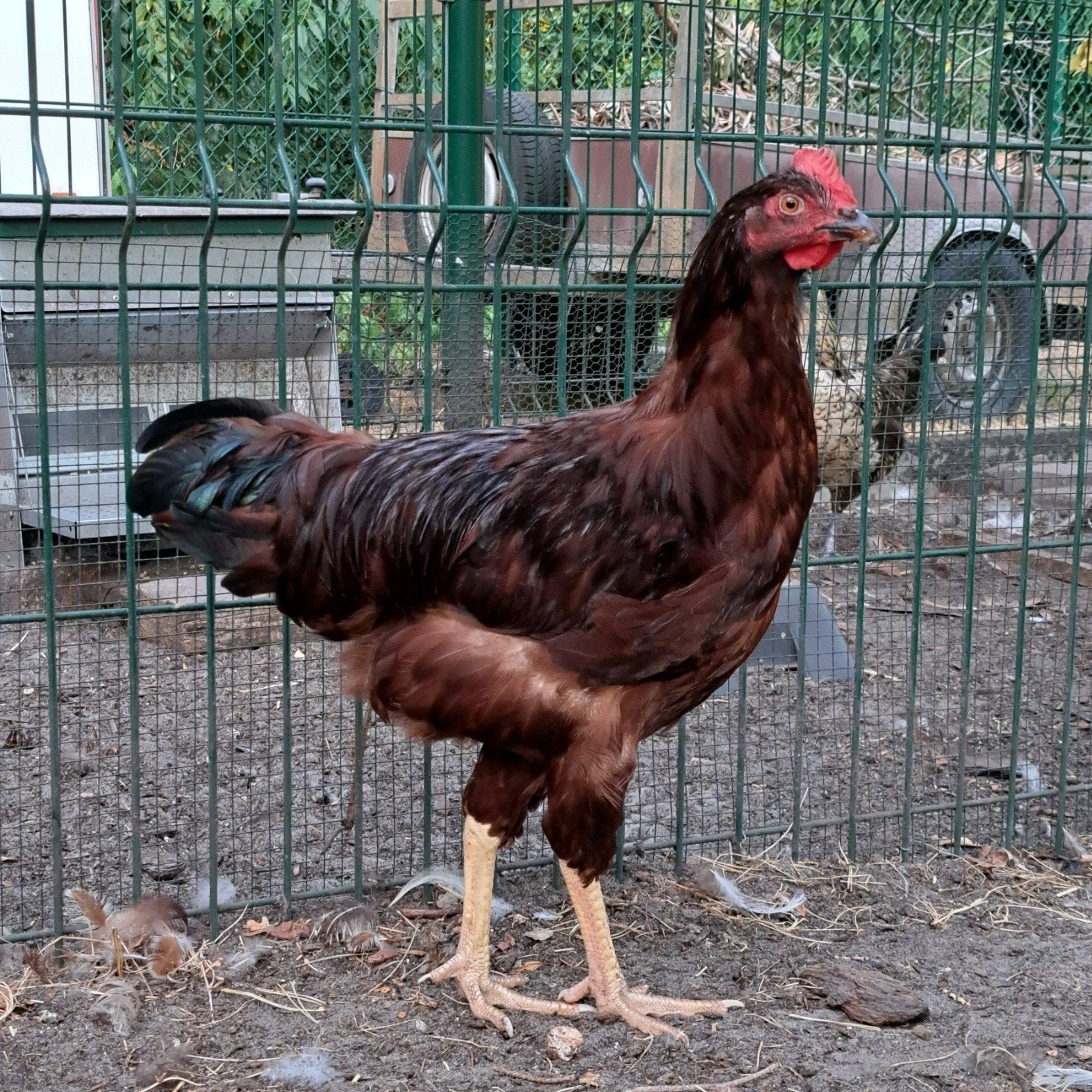 Rhode Island red haan