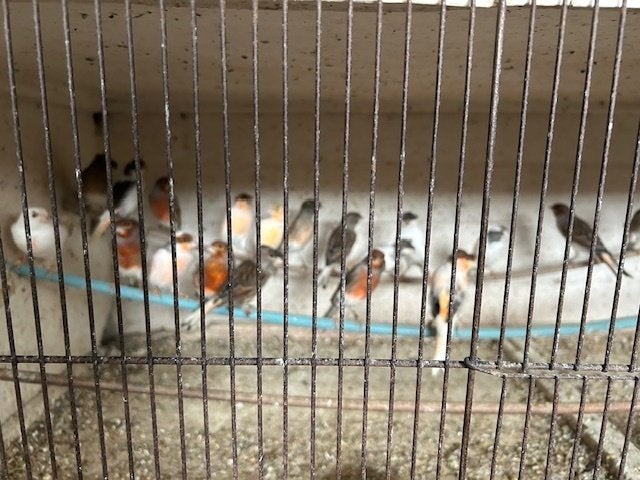 Harlekijnkanarie's, Postuurkanarie