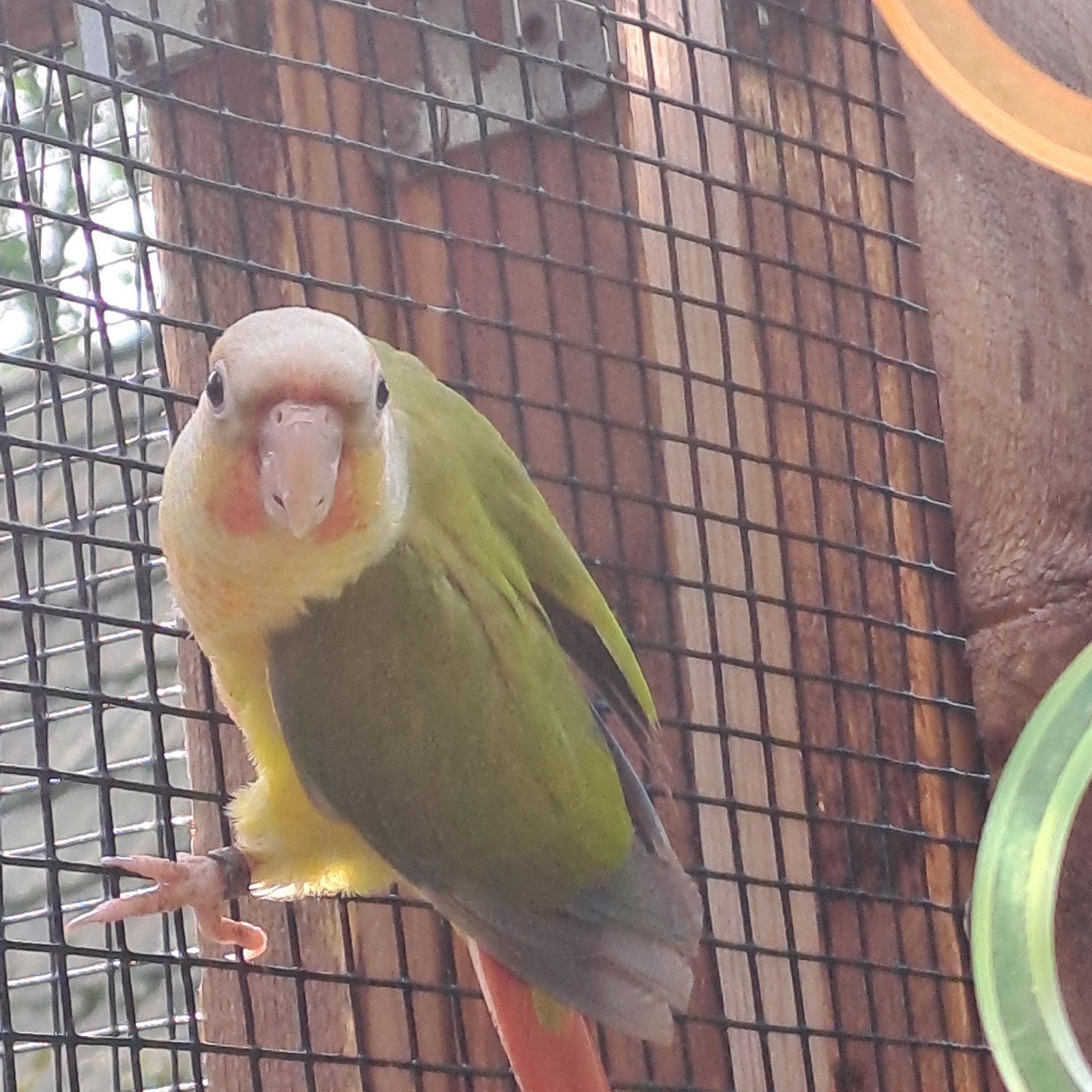 Jonge pyrrhura pineapple, Dieren en Toebehoren