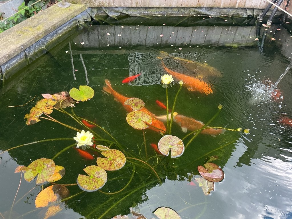 koi en vijvervissen, Dieren en Toebehoren, Karper of Koi