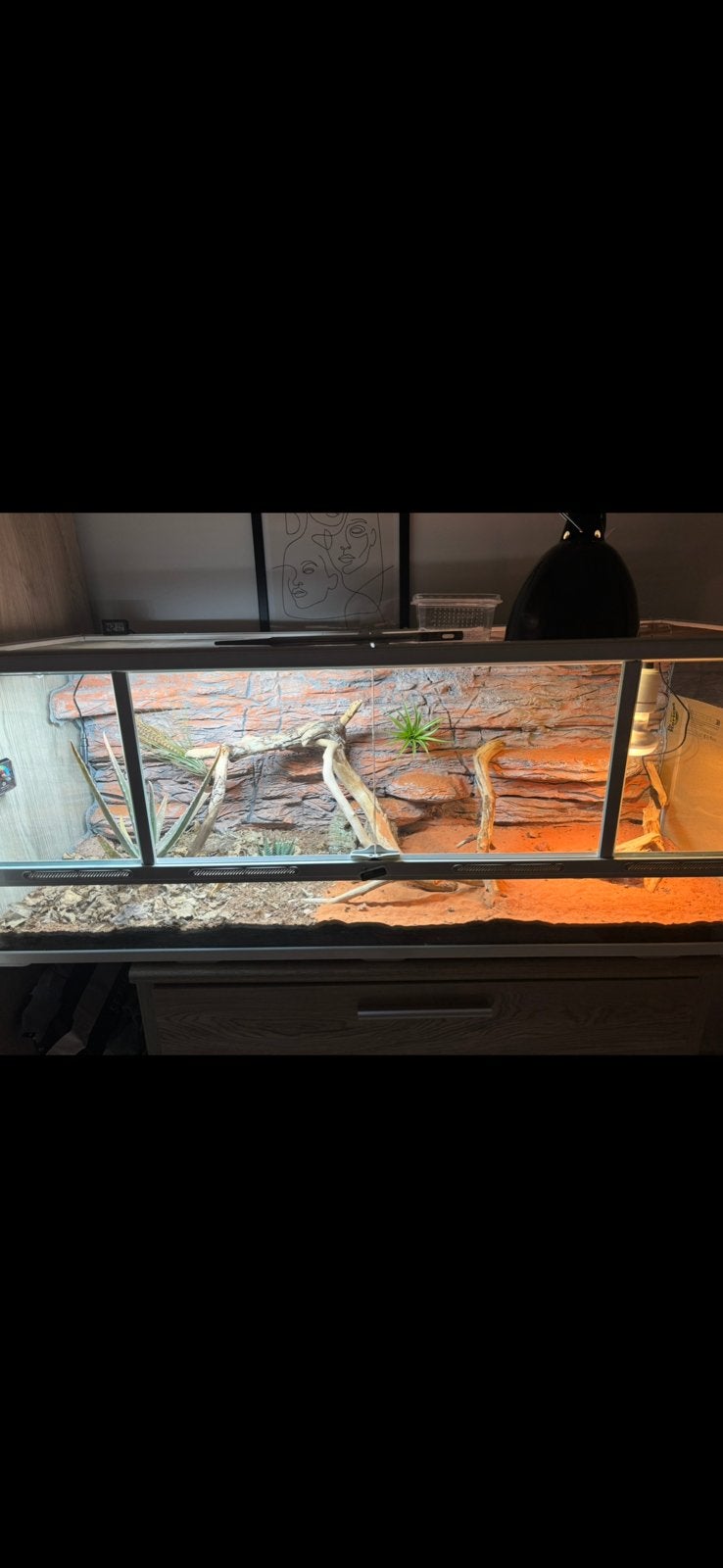 Terrarium, Enlèvement, Utilisé
