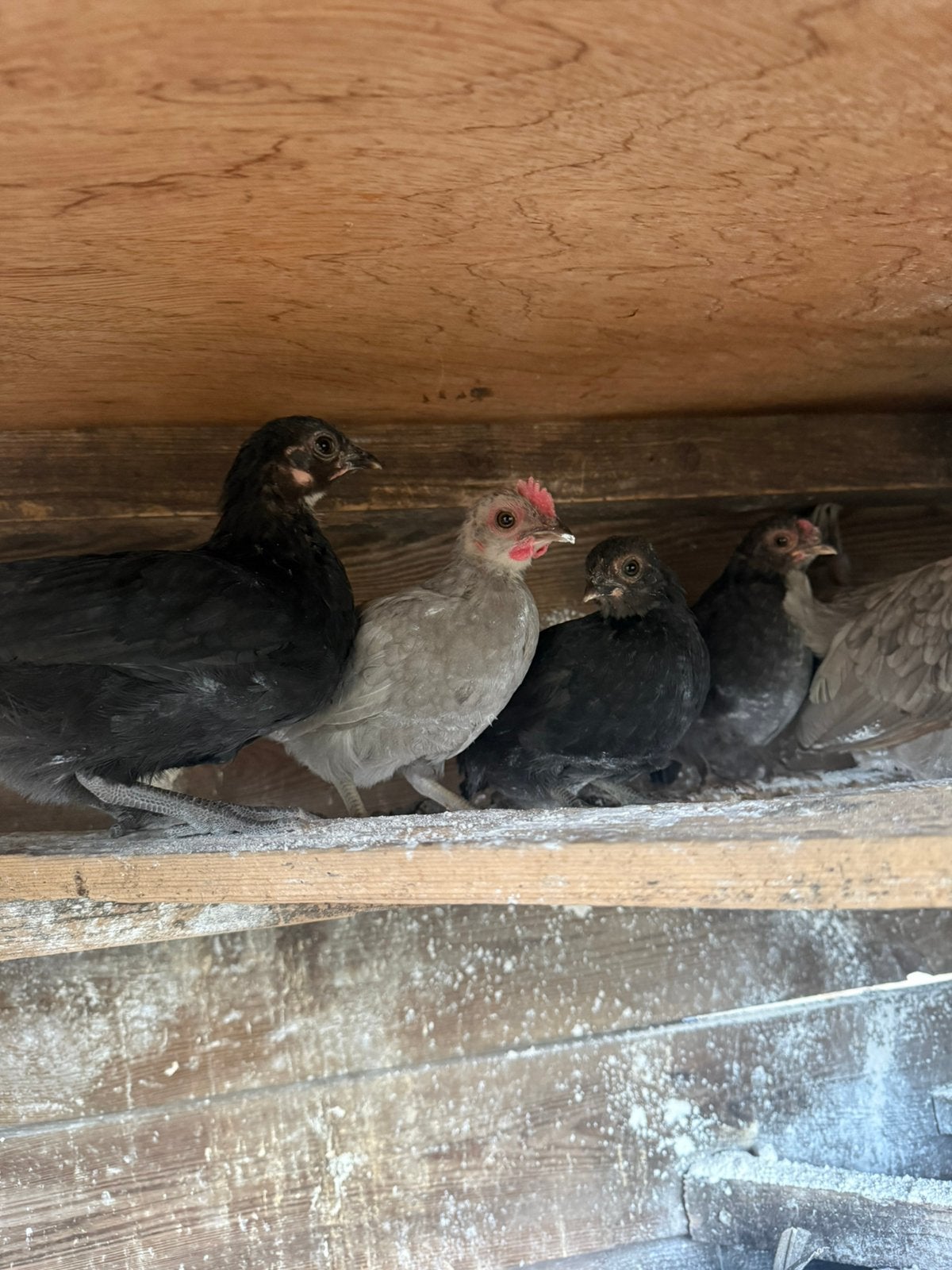 Kuikens, Dieren en Toebehoren, Pluimvee, Geslacht onbekend