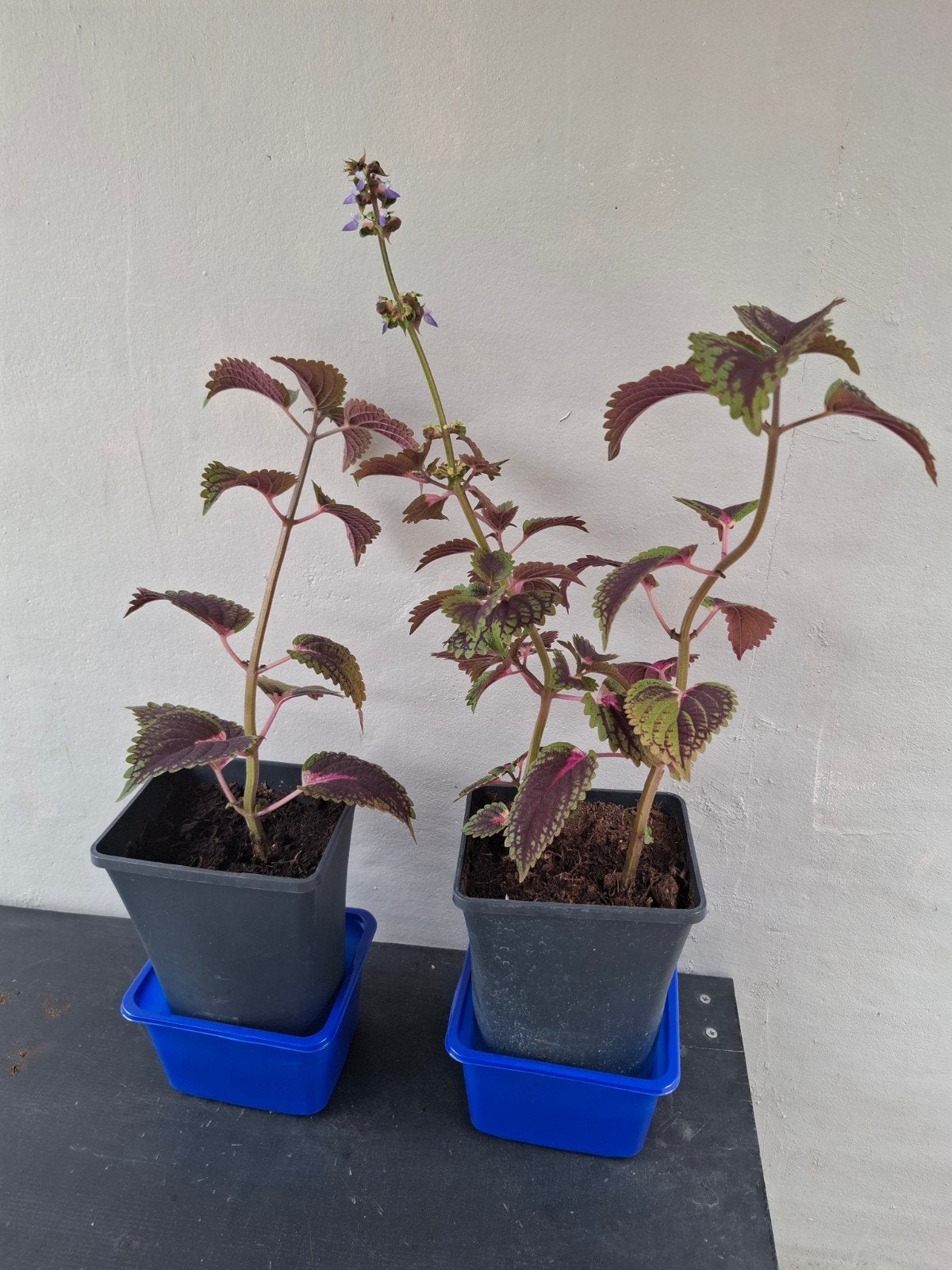 Siernetel plant, Ophalen, Halfschaduw