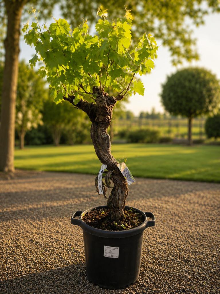Druivelaar Bonsai - Vitis Vinifera, Ophalen