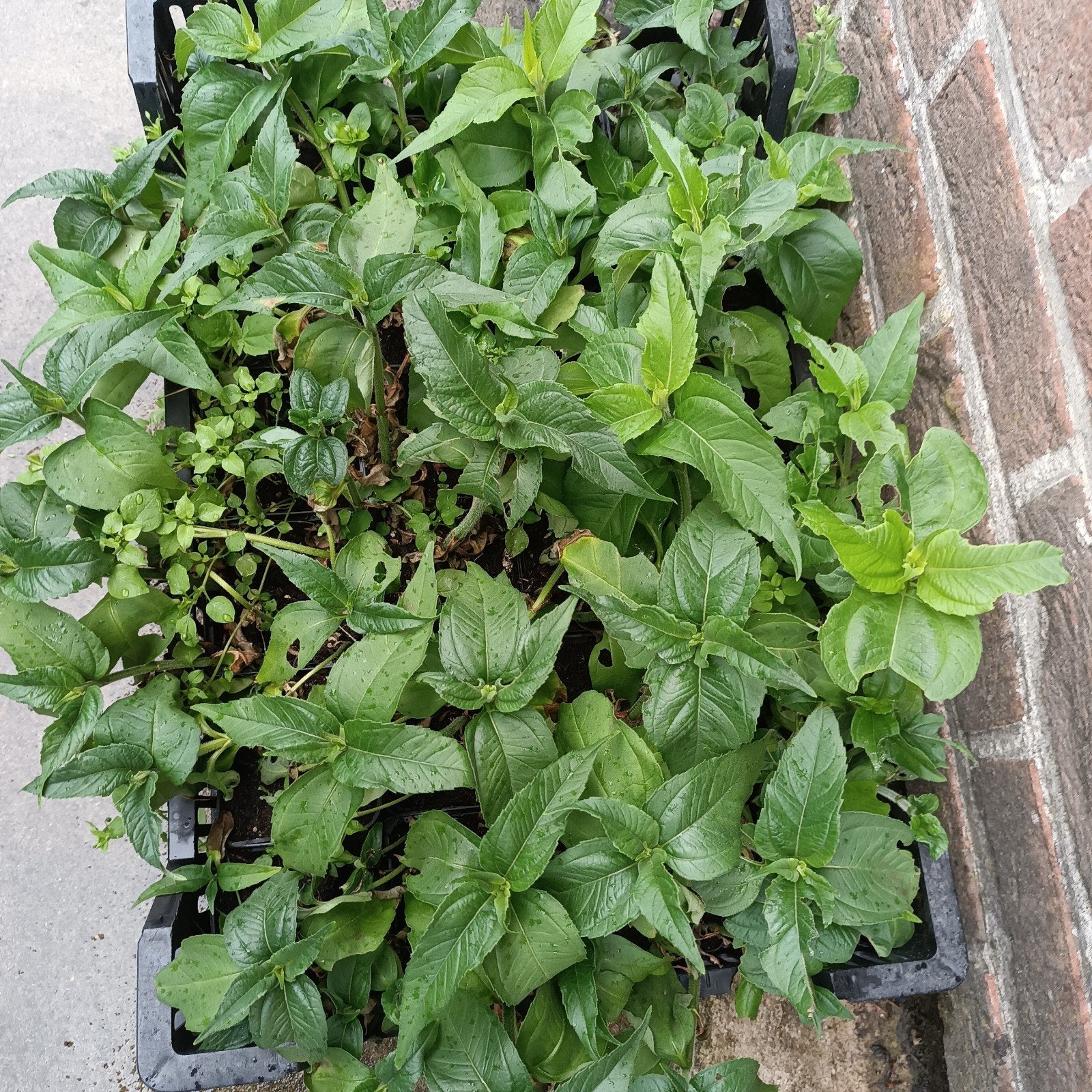 Dwerg aardpeer, Tuin en Terras, Ophalen