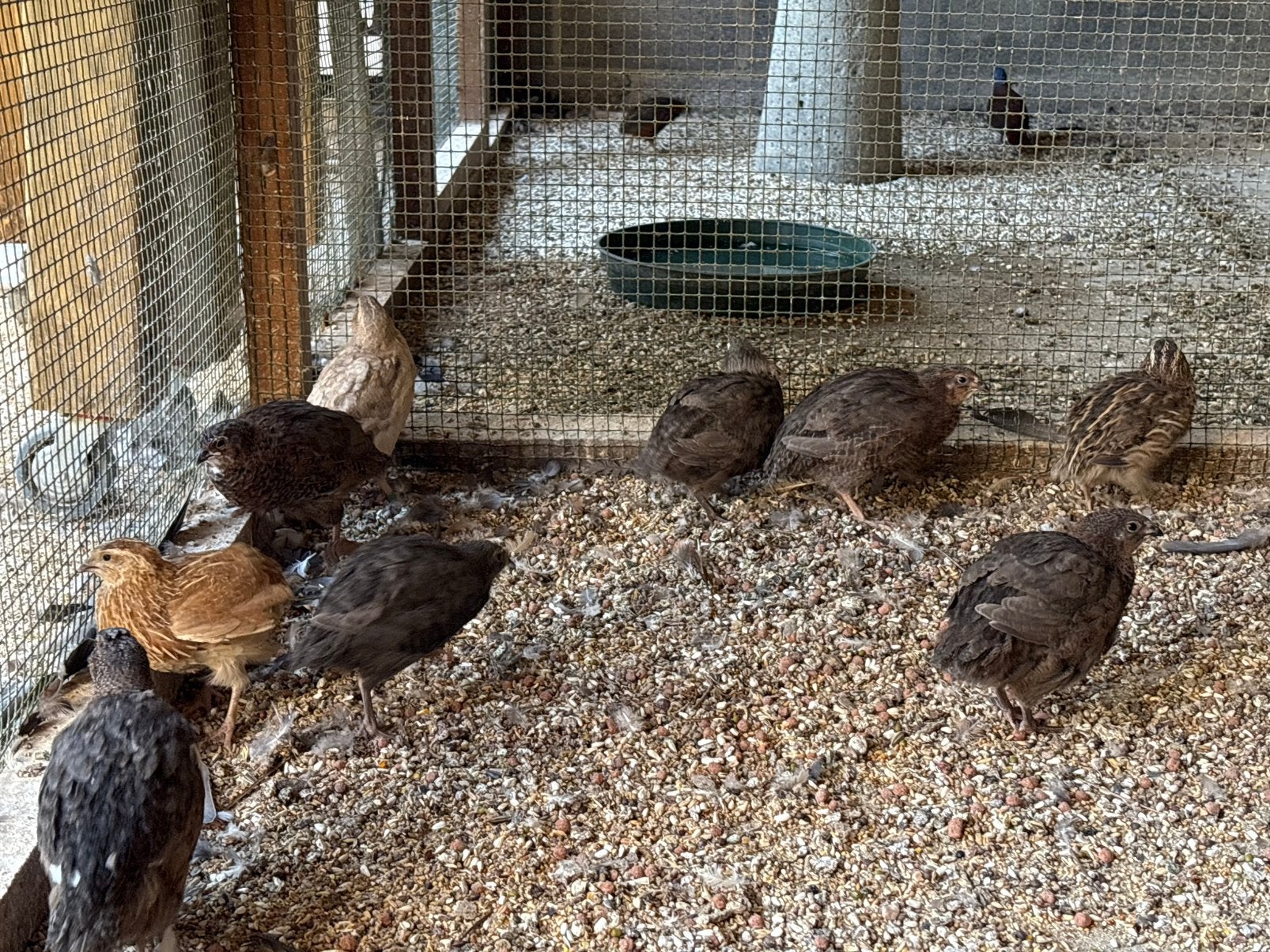 Japanse kwartels, Plusieurs animaux