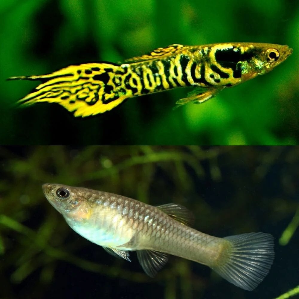 Couple guppy Endler Tiger, Animaux & Accessoires