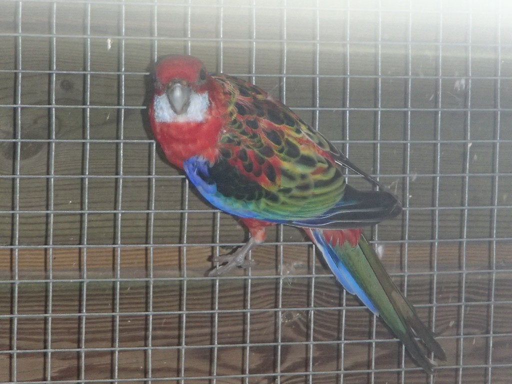 rosella, Dieren en Toebehoren, Meerdere dieren, Parkiet, Geringd