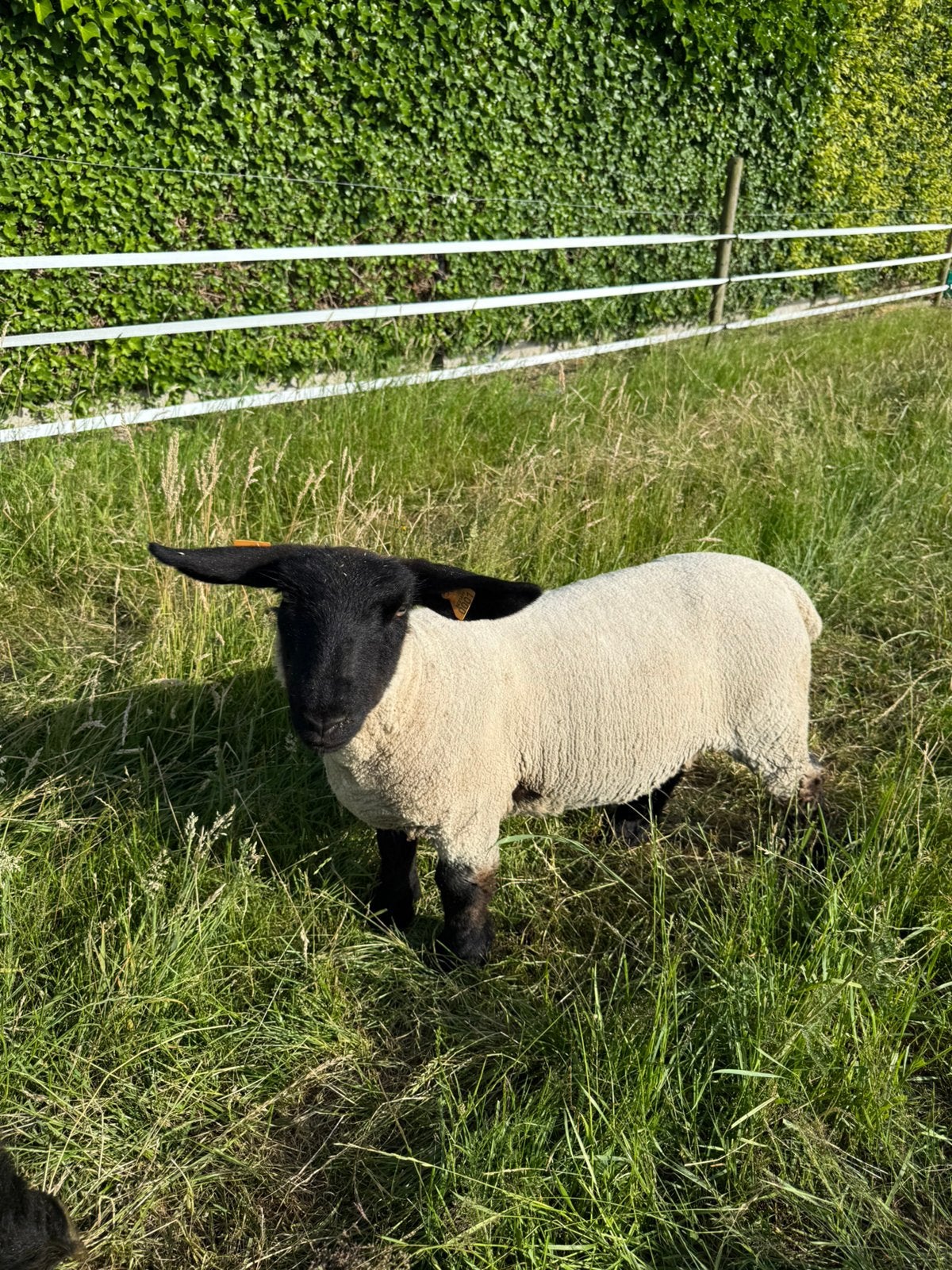 Stamboek suffolk ooilam, Dieren en Toebehoren