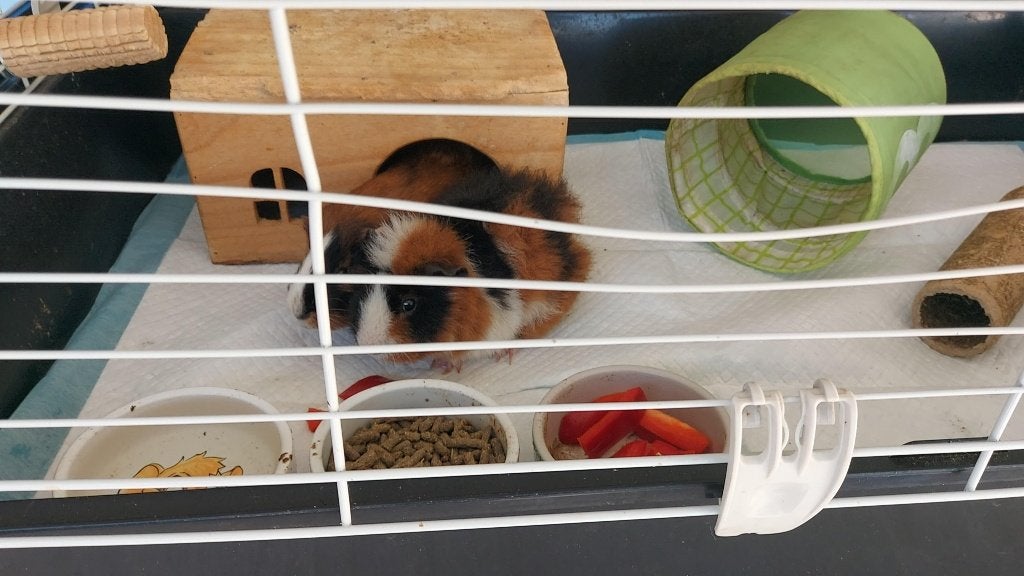 cavia, Dieren en Toebehoren, Ophalen, Kooi, Cavia