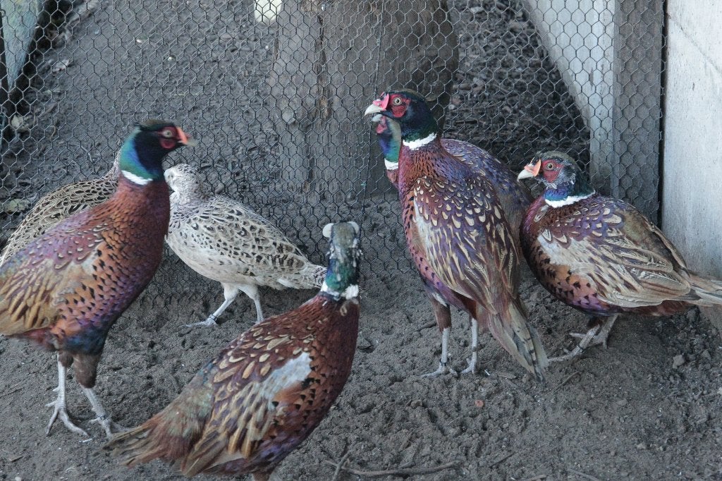 Bosfazanten, Dieren en Toebehoren, Meerdere dieren