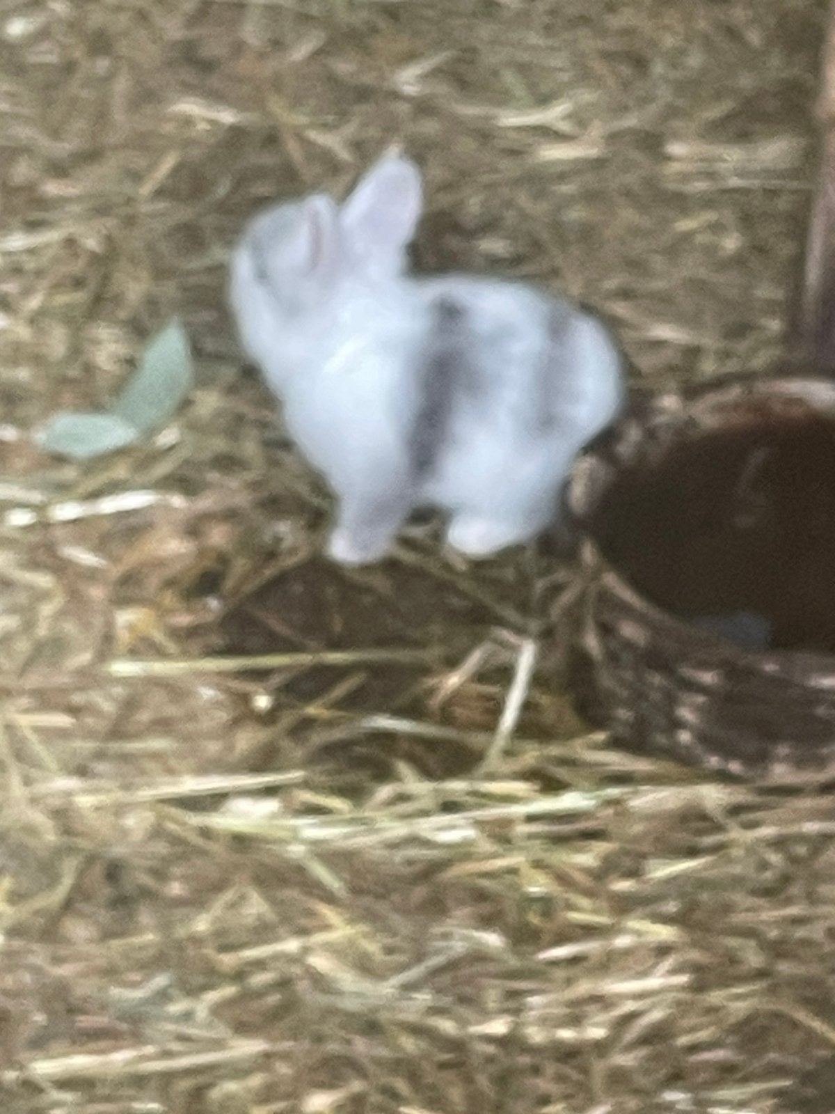 Mooie jonge dwergkonijntjes )leeuwenkopjes), Meerdere dieren, Dwerg, 0 tot 2 jaar