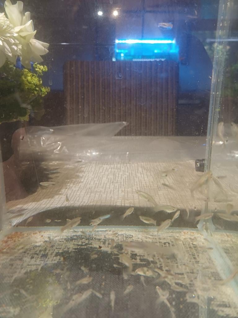 Guppy's mix  ± 35 visjes ( kunnen er meer zijn ), Dieren en Toebehoren