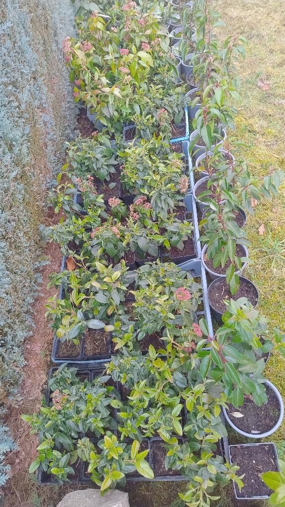Viburnum Tinus Heester, Volle zon, Vaste plant, Lente, Ophalen