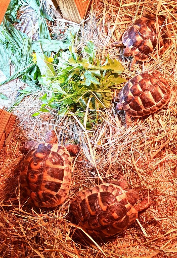 Mooie griekse landschildpadden te koop, Dieren en Toebehoren, Reptielen en Amfibieën