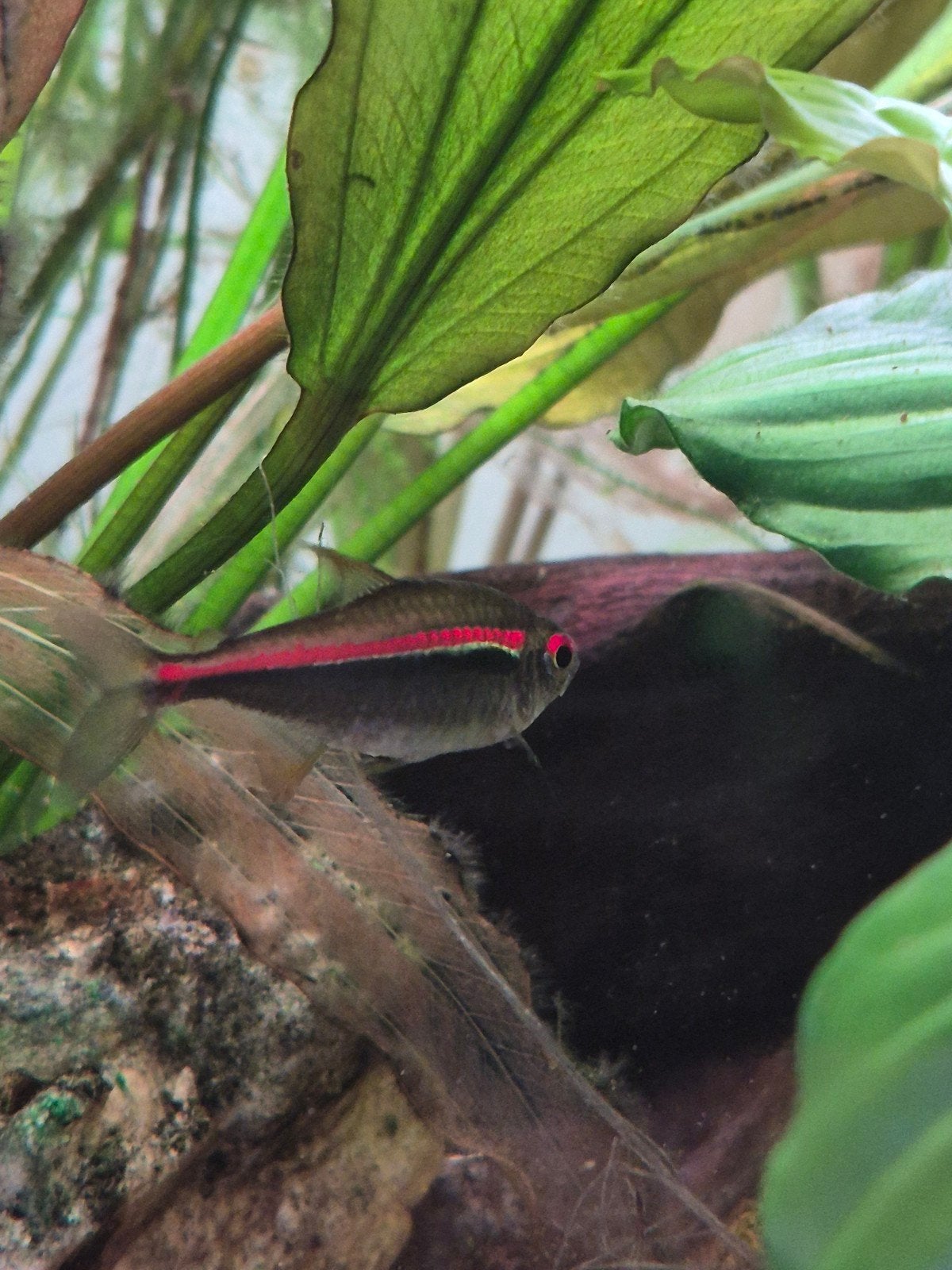 Zoetwater aquariumvissen te koop, Vis