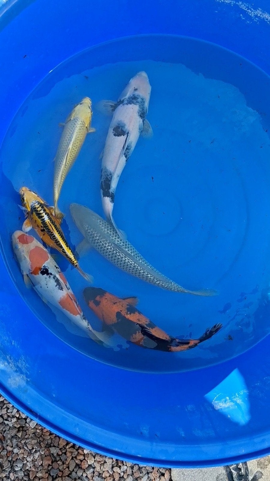 Japanse koi soragoi, Animaux & Accessoires, Poissons | Poissons d'étang, Carpe ou Koï