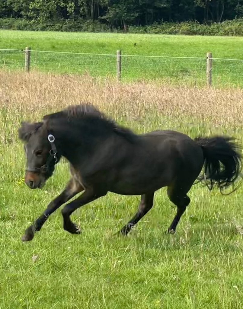Amha/Bmp Miniatuur paardje, Dieren en Toebehoren, Pony's, Hengst, Niet van toepassing, Met stamboom, 0 tot 2 jaar