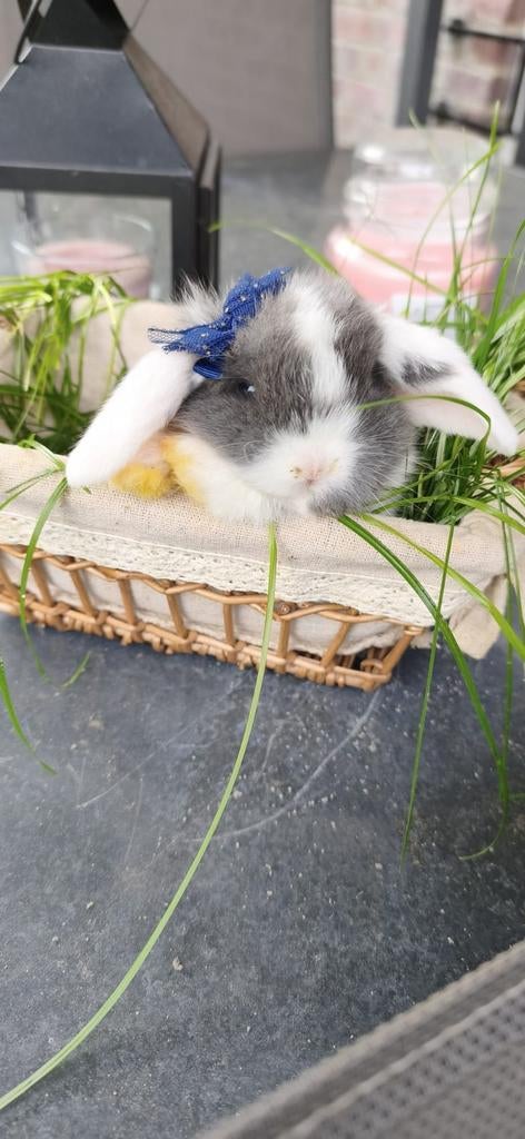 Bébés lapins