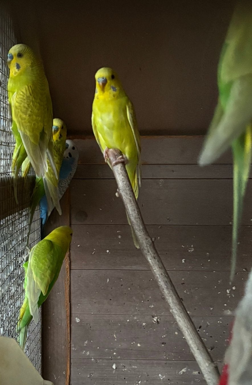 Grasparkiet, Dieren en Toebehoren, Vogels | Parkieten en Papegaaien, Parkiet