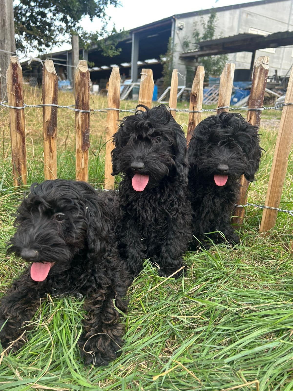 Mooie zwarte mini labrdoodle pups!, Maladie de Carré (chiens), Labrador retriever, Plusieurs, Belgique