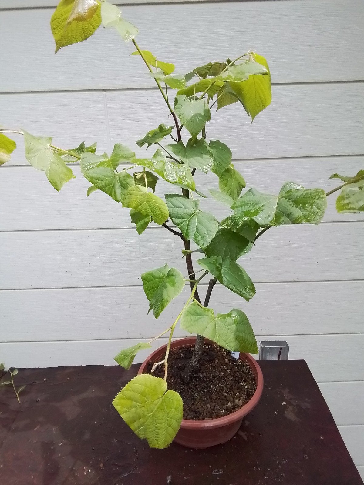 Bonsai, Ophalen