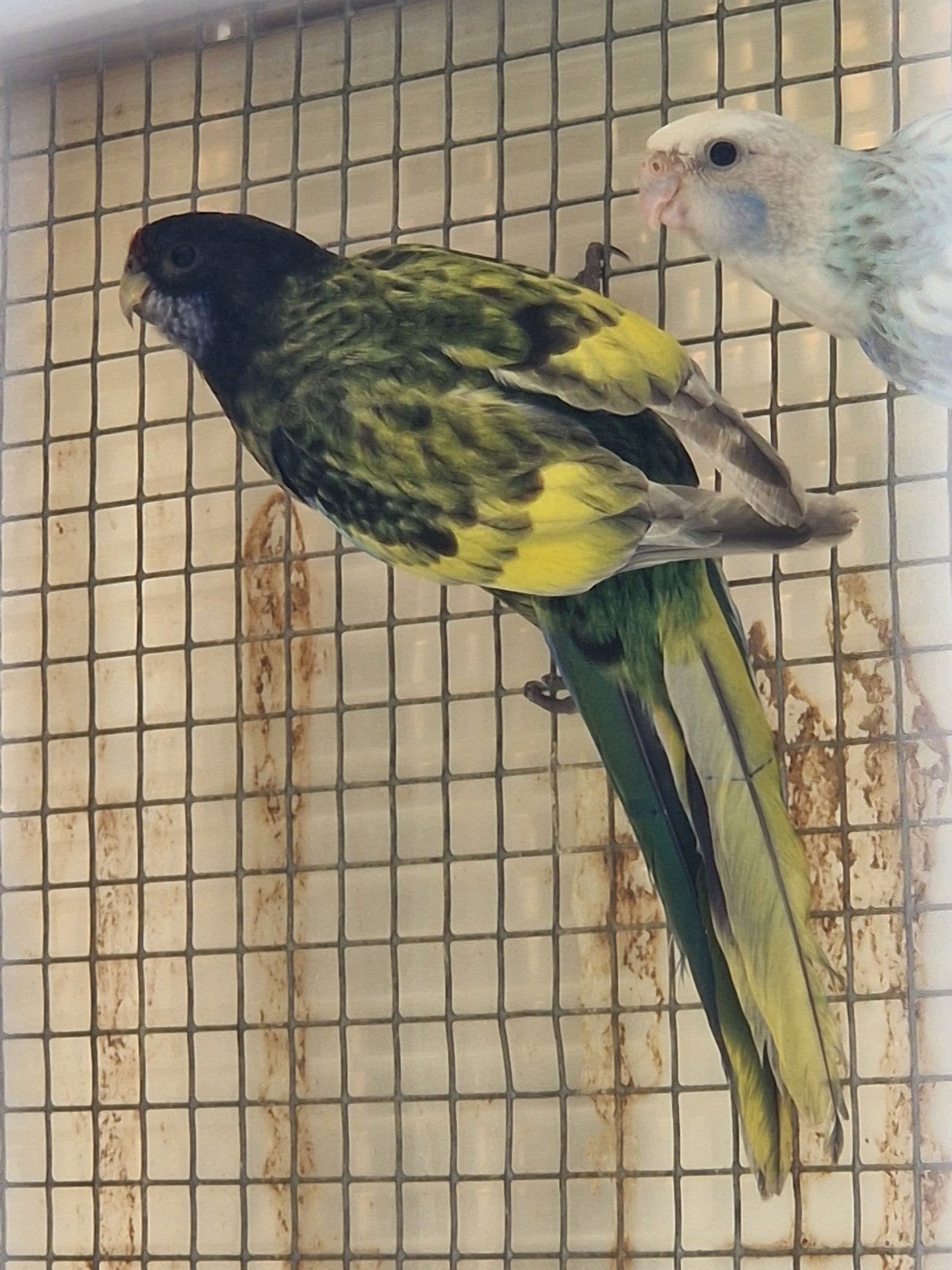 Pop Rosella noire hétéroclite, aile blanche/bleue, Femelle, Perruche, Bagué