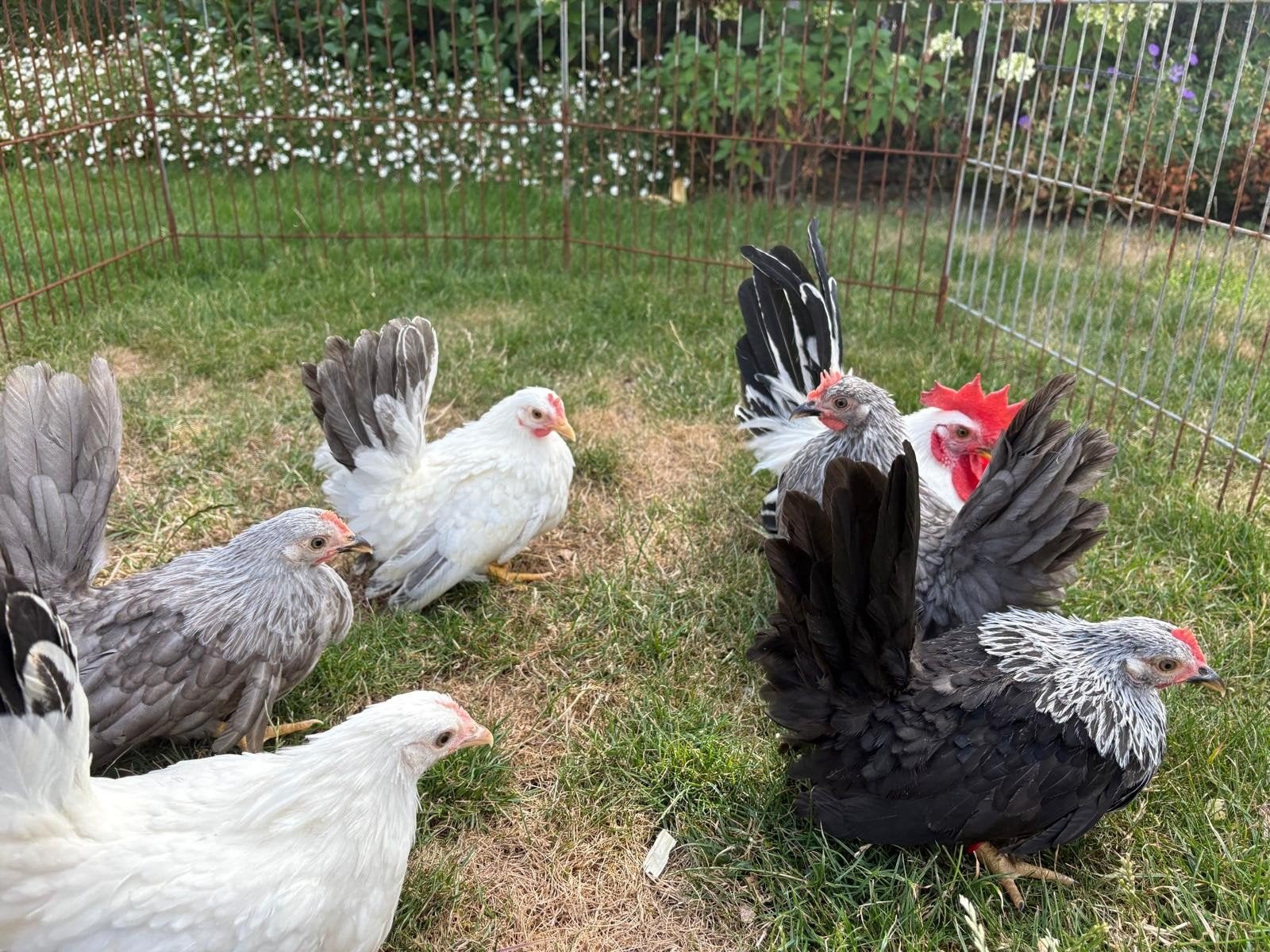 chabo's, Dieren en Toebehoren, Pluimvee