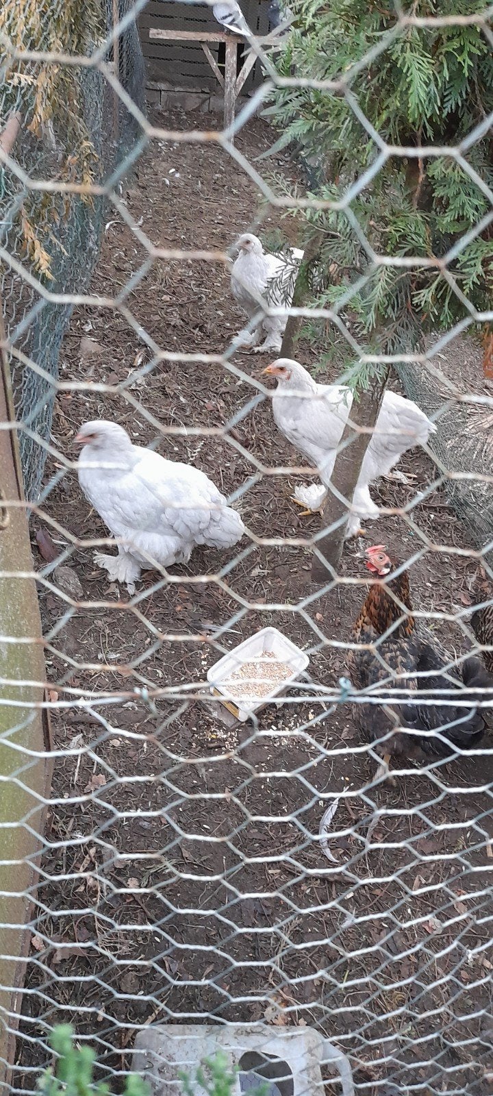brahma isabel, Meerdere dieren